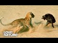 Baboon troop faces down hungry leopard  love nature