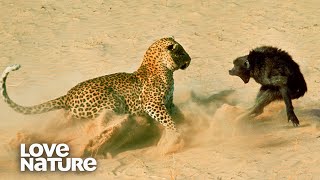 Baboon Troop Faces Down Hungry Leopard | Love Nature