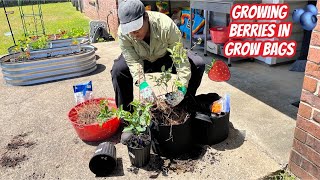 My First Blueberry Planting Experience: Tips For Beginners