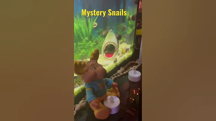 Breeding Mystery Snails