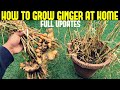 How to Grow Ginger in Containers| FULL INFORMATION