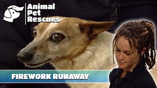 SPCA Rescues Frightened Dog Lost During Guy Fawkes Fireworks | Full Episode | Animal Pet Rescues