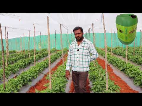 Organic Capsicum Crop Shade Net Dr Soil Golectures Online Lectures Organic Capsicum Crop Shade Net Dr Soil Golectures Online Lectures