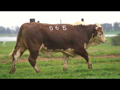 LOTE 06   TAT 065  GC