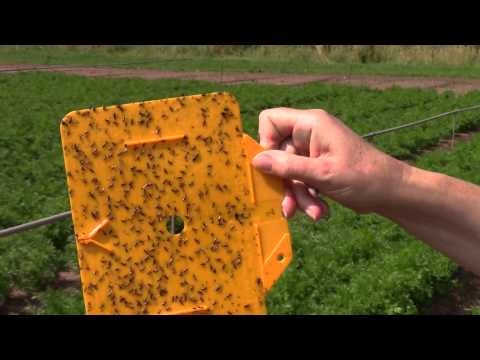 Video: Paano makitungo sa isang carrot fly sa isang kama sa hardin