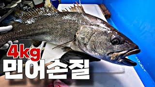 내장부터 껍질까지 다 먹는  민어회  손질해서 두툼하게  회뜨기 #생선손질