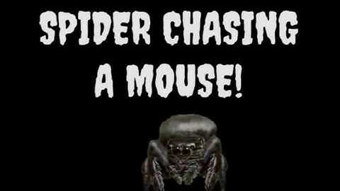 Spider Chasing a Mouse (Cursor)
