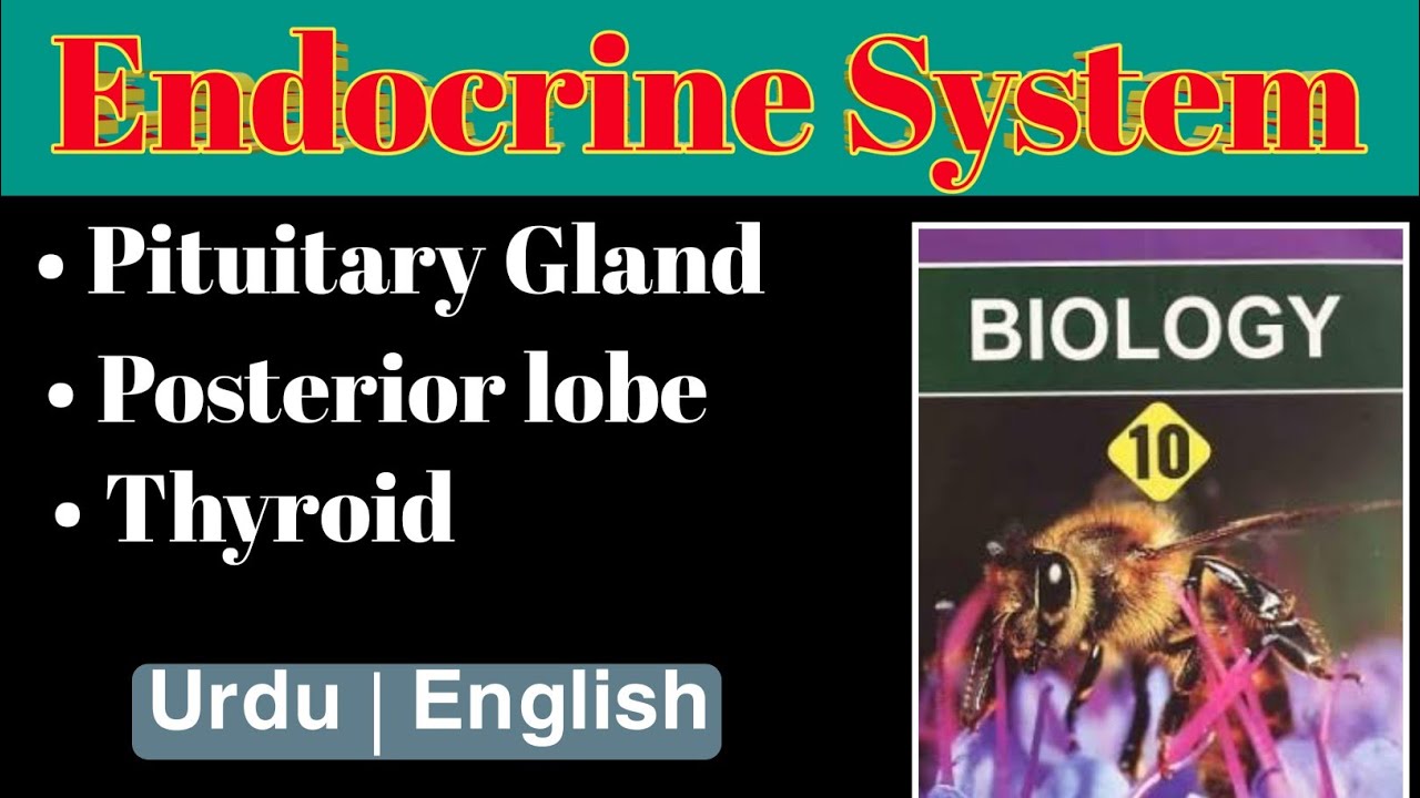 Endocrine system and pituitary gland in Urdu part 1 class 10th biology