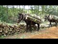 Mules carrying Wood in forest-Μουλάρια μεταφέρουν Ξύλα στο δάσος