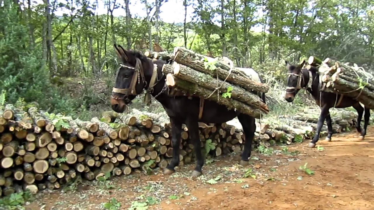 Mules carrying Wood in forest-Μουλάρια μεταφέρουν Ξύλα στο δάσος