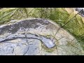 Washed the koi pond after winter! April 8. Помыл пруд с карпами кои после зимы! 8 апреля 2022