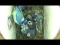 Cyanistes caeruleus chicks 24 days from hatching to fledging full HD