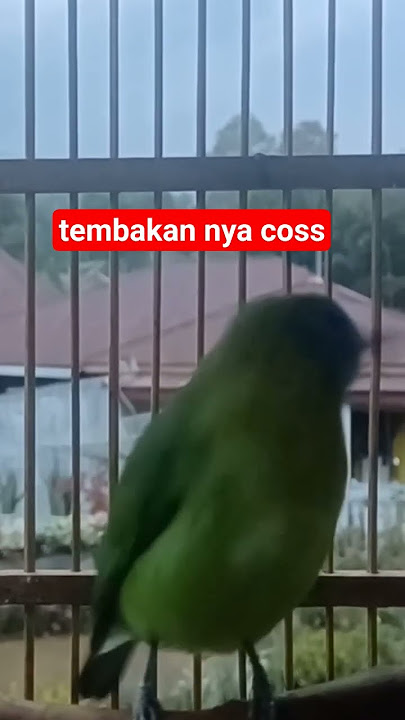 tembakan birung cucak kinoi seperti kapaatembak #burung #cucakkinoigacor #kicaumanianusantara
