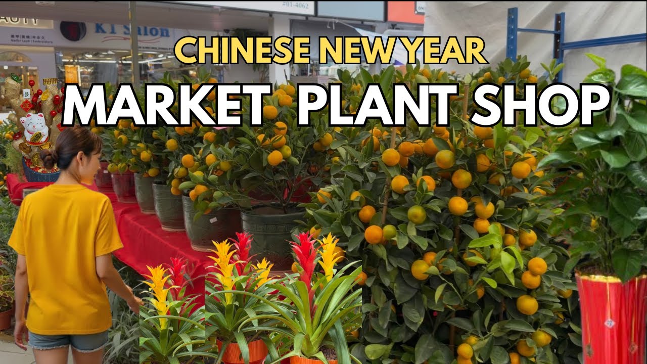 🍊 CNY Market Plant Shop Tour | Ang Mo Kio Central Chinese New Year Market 2026