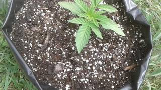 Growing with 4dubv 2018