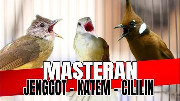 🔴KOMBINASI MASTERAN KAPAS TEMBAK - CUCAK JENGGOT - CILILIN jeda setiap 3 menit