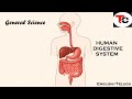 Human Digestive System General Science APPSC FBO NCERT RRB SSC ENGLISH TELUGU Human Digestive System General Science APPSC FBO NCERT RRB SSC ENGLISH TELUGU