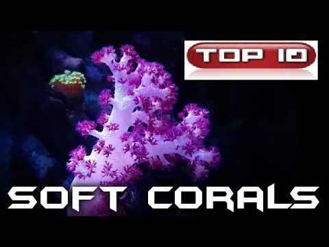 Video: 5 Coralli Resistenti Per Il Tuo Primo Acquario Di Barriera Corallina
