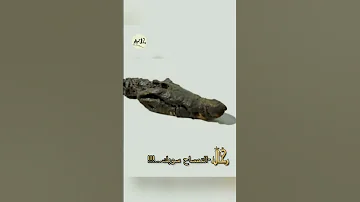 التمساح المقدس 