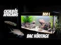 Mon aquarium hritage pour cichlids africains