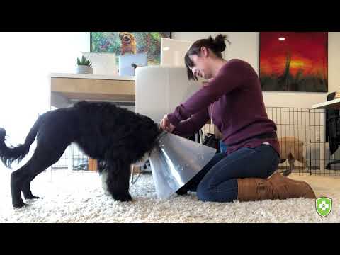 Video: Pelatihan Pemulihan Darurat untuk Anjing