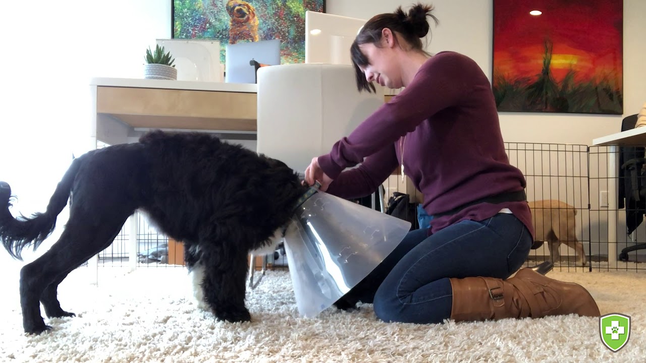 dog sleeping with cone