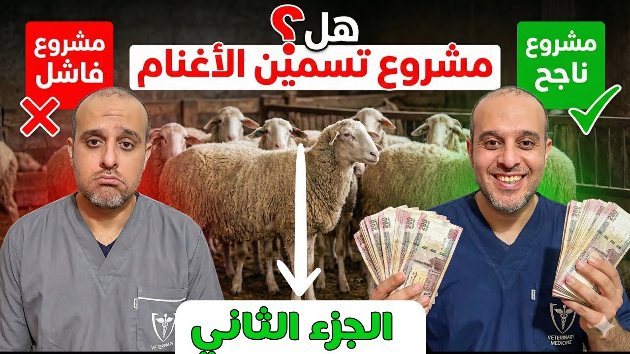 إبدأ مشروع تسمين الأغنام بأقل تكلفة .. الجزء الثاني ✅ تحقيق أعلى الأرباح 💲خطوه بخطوه 👍
