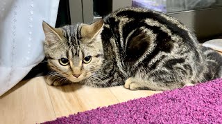 雷の音が怖すぎて怯えてしまった子猫