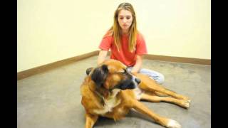 Behind the Scenes Camp Bow Wow