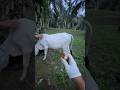 Penyuntikan vitamin sapi umbaran di lahan sawit‼️#shorts #animals #cow