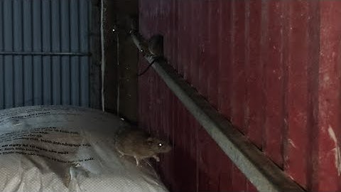 “Cảnh Tượng Kinh Ngạc: Chuột Kéo Bầy Xuống Chuồng Gà Ăn Cám – Trực Tiếp Tại Chỗ!”