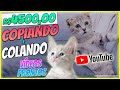 OPORTUNIDADE Ganhe R$4500 Com Vídeos Prontos de Gatinhos!! (Como Ganhar Dinheiro no Youtube)