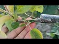 Прививка Груша на Боярышник / Grafting Pears on the Hawthorn