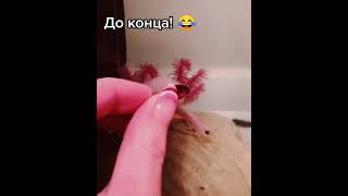 РЫБКА И ОЧКИ