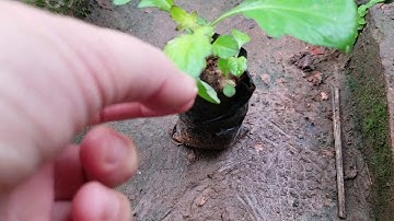 Cây sâm cóc và những cây thuốc có cùng tên sâm