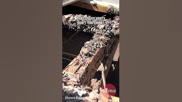 Hundreds of Bats Found on the Roof! 🦇😱