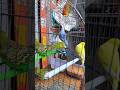 Colorful little chirpers having a busy day! 🦜✨#shorts #birds #parrot #pets