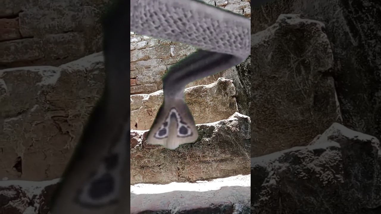 Tere Vaaste 🐉🐉🐉🪱