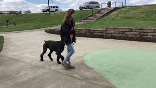 Giant Schnauzer Bark At The Park 'Chuck' 11 Mo Wonderful Obedience Working With Kids & Distractions by Protection Dog Sales 242 views 8 days ago 1 minute, 42 seconds