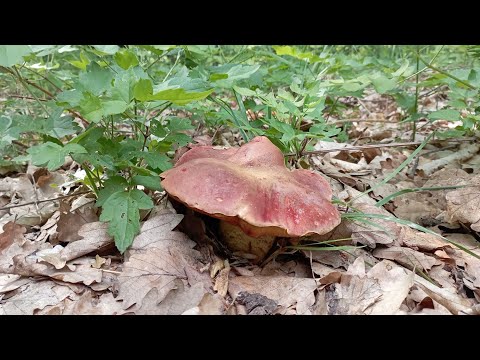 Видео: ПОДБЕРЕЗОВИК, ПОДОСИНОВИК, ДУБОВИКИ, ГРАБОВИКИ, МУХОМОРЫ!!! По грибы 4 мая 2024 года.