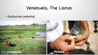 Venezuela, The Llanos