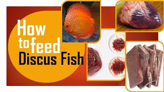 How to Feed Discus Fish