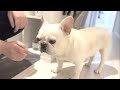 ママも知らなかった愛犬の秘密の顔【フレンチブルドッグ frenchbulldog】