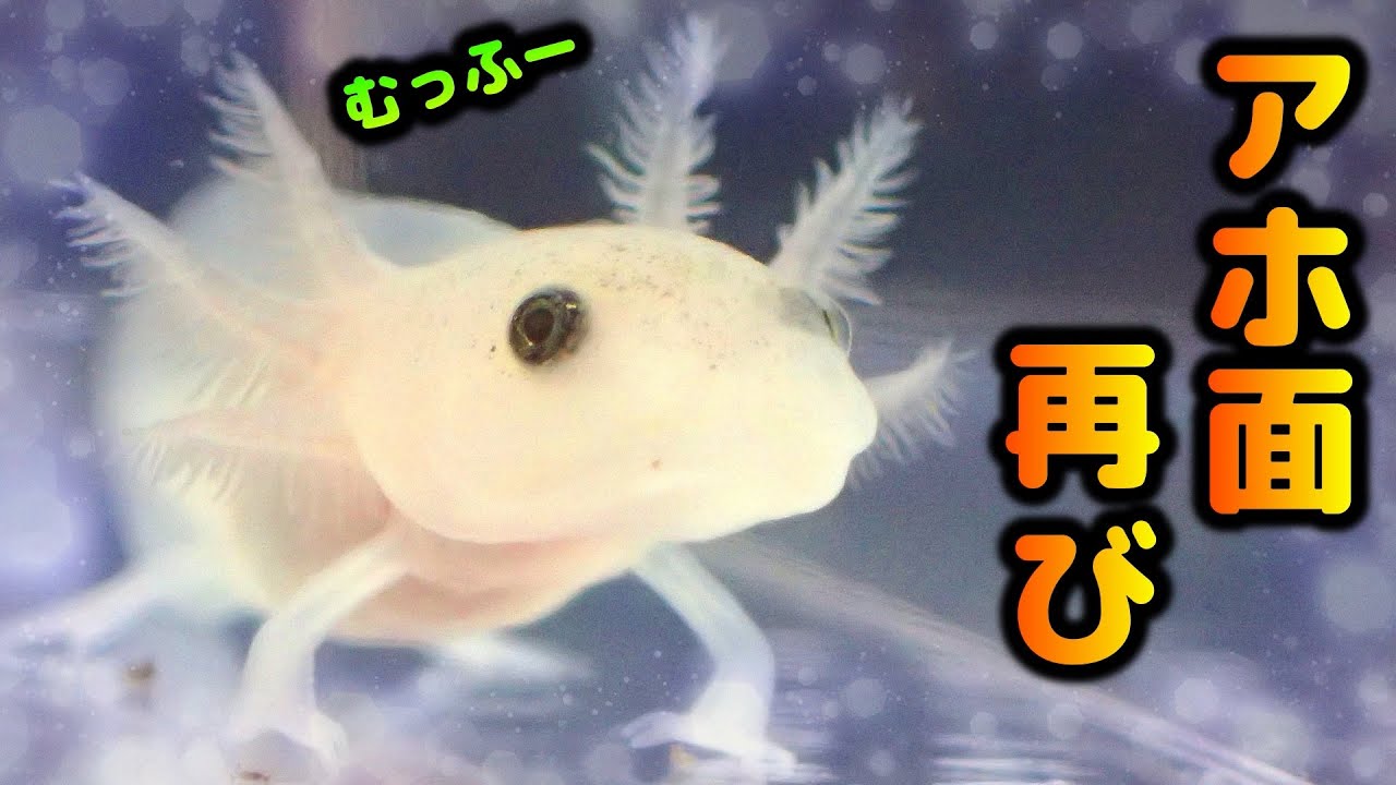 スネーク降臨 超可愛い ウーパールーパー リベンジ お迎え アホロートル Youtube スネーク降臨 超可愛い ウーパールーパー リベンジ お迎え アホロートル Youtube