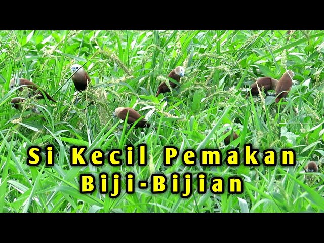 Suara Burung Emprit Kaji Koloni Di Alam Liar class=