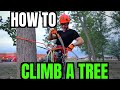 How NOT To Climb A Tree for Begginers, Saddle, Ropes, Knots, Carabiners.