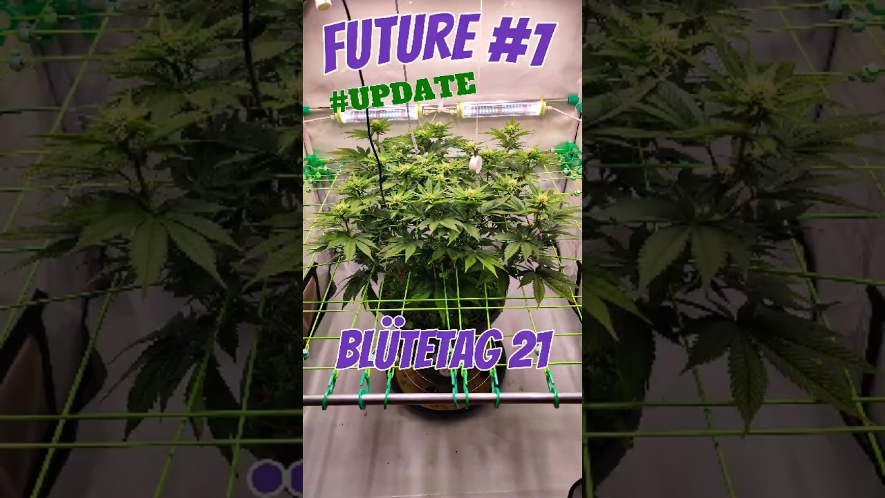 Future #1 – Tag 21 Blüte | Lollipopping, Entlaubung & erste Blüten 🌿✨