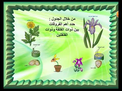 فيديو: نباتات أحادية الفلقة: أصل وخصائص الطبقة