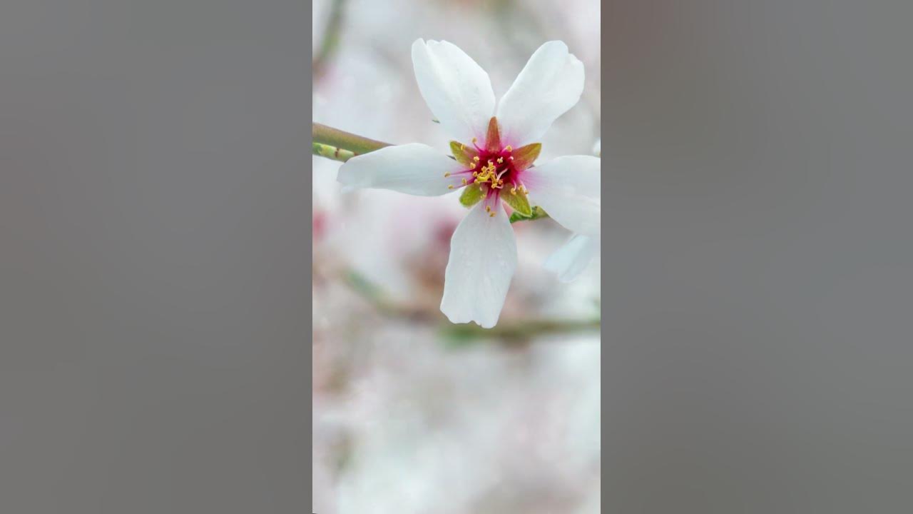 Миндаль цветет. #узбекистан #миндаль #цветение #весна - YouTube