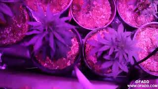 LED grow lights,medical Marijuana ,High pressure sodium,indoors growing